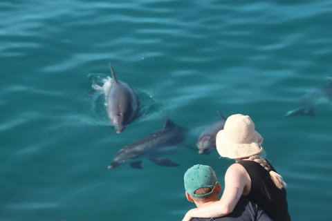 Setúbal: Dolphin Watching Tour