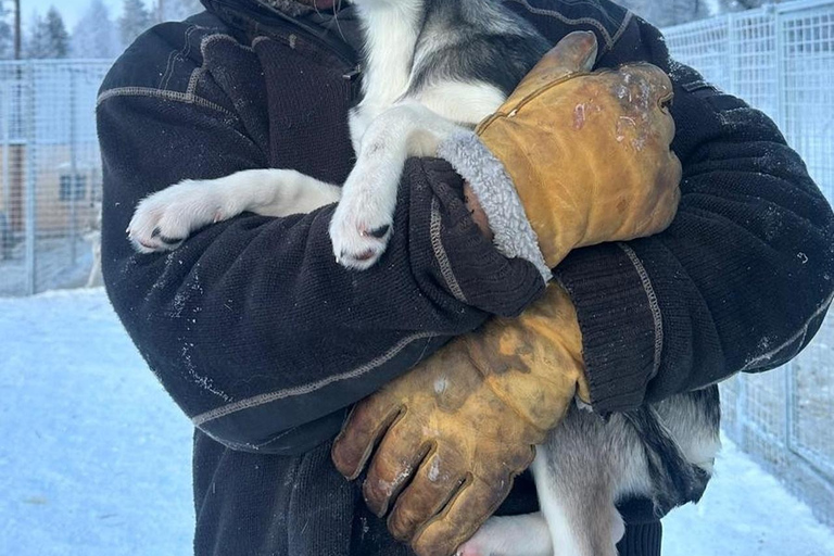 Experience the Magic of Lapland with Sled Husky Adventures Classic Husky Tour (5km)