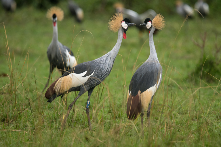 1-DAY ENCHANTING WILDLIFE SAFARI IN AKAGERA NATIONAL PARK