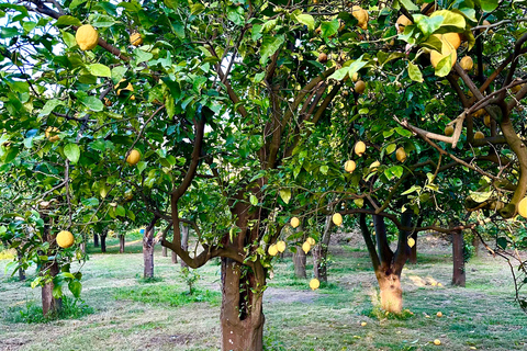 Tour de Sorrente au citronTournée des citrons