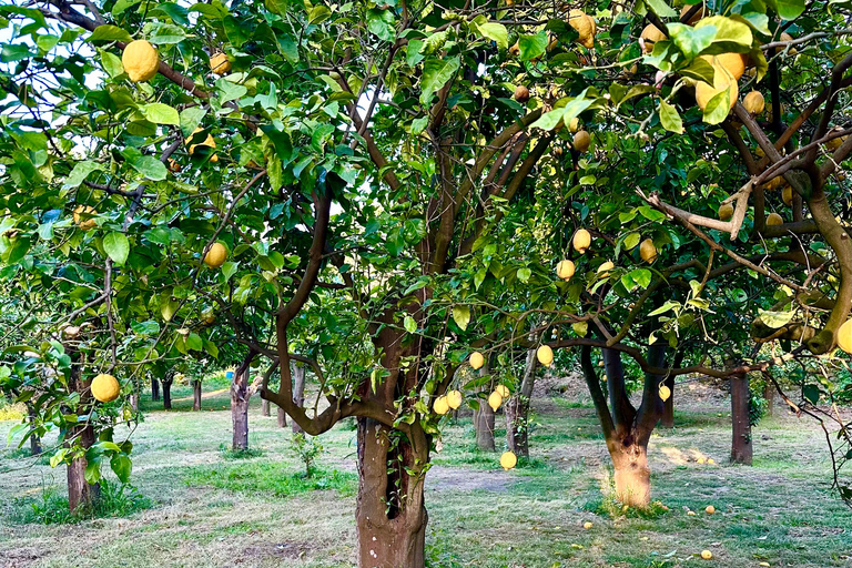 Sorrento Lemon TourLemon Tour