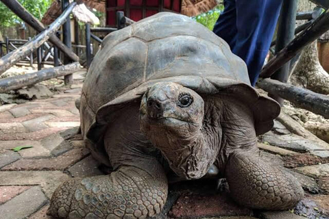 Zanzibar: privat tur till Prison Island, sköldpaddor och Stone TownPrivat rundtur i Stone Town och Prison Island. Ingen transfer