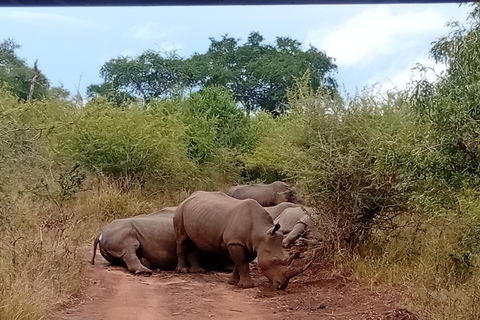 Eswatini: Rhino Walk in Hlane Royal National Park