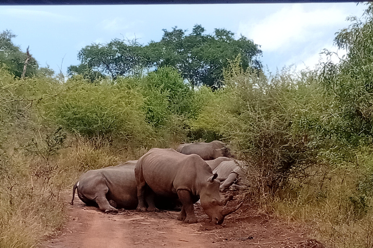 Eswatini: Rhino Walk in Hlane Royal National Park