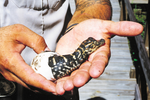 Miami: Everglades Safari Park Airboat-tur