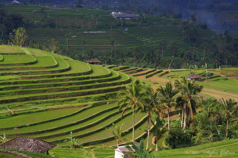 Bali : Visite privée de l'île du Nord avec la cascade de BanyumalaTour avec droits d'entrée