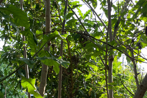 Kigali: City Tour, Nyandungu Eco Park, and Lunch