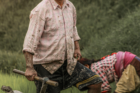 Kathmandu: Paddy Planting Festival with Lunch & Hike