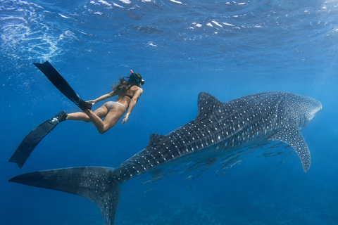Labuan Bajo: 4-Day Sumbawa Whale Shark & Moyo with Flights Sharing Whale Shark & Moyo Island Private Tour