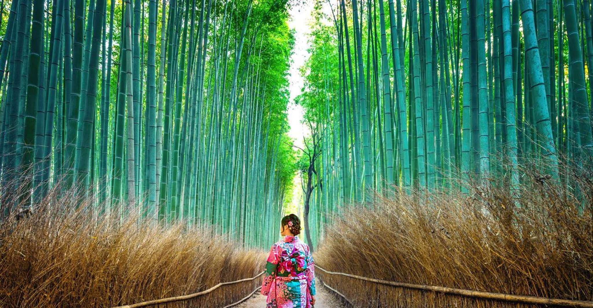 Kyoto: Private Customizable Day Tour with Guide and Vehicle