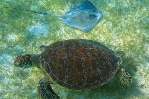 Akumal Bay: Cenotes And Snorkeling with Turtles Pickup from Riviera Maya, Playa del Carmen & Puerto Morelos
