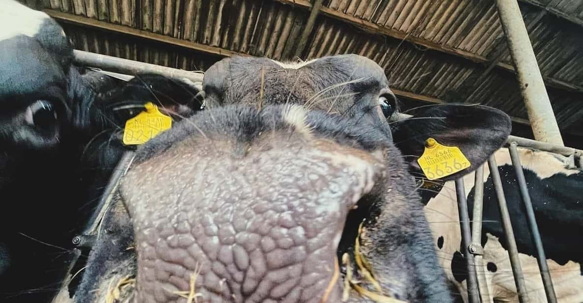 Afbeelding 8 van Amsterdam: Mike's Windmills E-Bike Tour naar Zaanse Schans