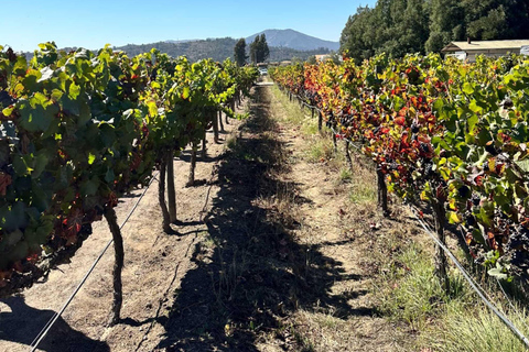 Wine Day Tour: Discover 3 wineries in Casablanca