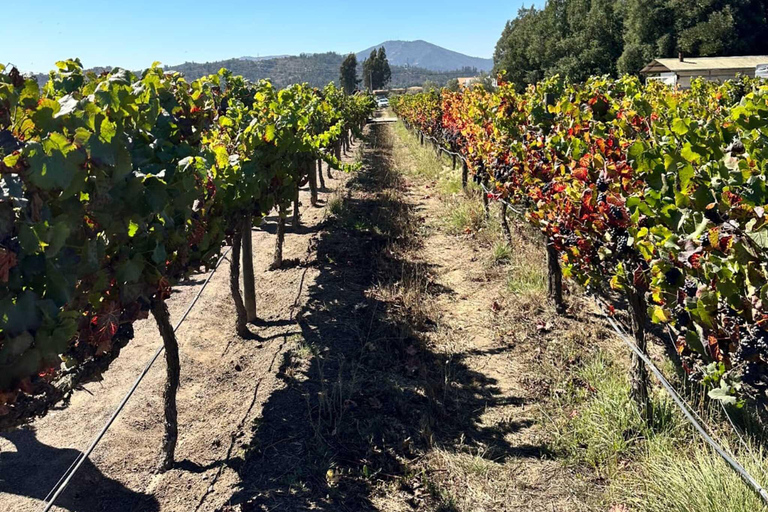 Wine Day Tour: Discover 3 wineries in Casablanca