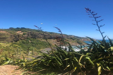 Tour privato della spiaggia di Muriwai e della colonia delle sule