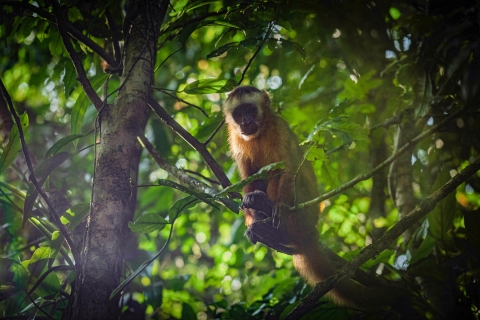 2 jours d'excursion privée en Amazonie Tambopata