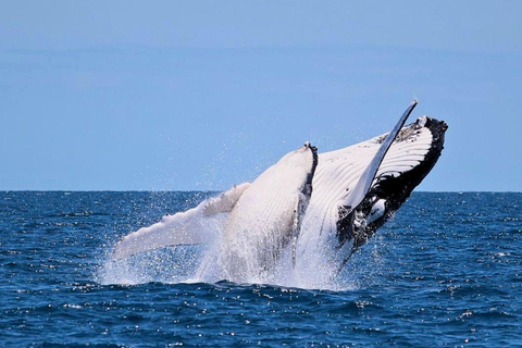 Gold Coast: Whale Watching Cruise on a Sailing Catamaran 