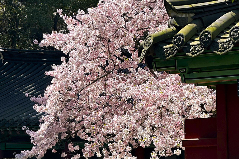 Jeju East: Cherry Blossom Tour & Women Divers Show