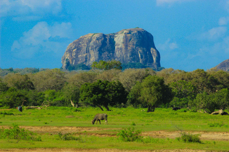 Von Colombo/Negombo Tagestour zum Yala National Park SafariVon Negombo aus