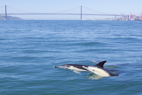 Lissabon: Bootstour zur DelfinbeobachtungLissabon: Bootstour mit Delfinbeobachtung