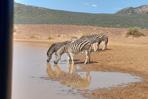 Cape Town Aquilla big sunset safari With transport & food aquila sunset bestseller