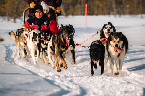 Rovaniemi: Sinta a velocidade dos huskies