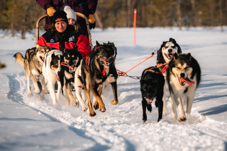 Rovaniemi: Feel the speed of huskies