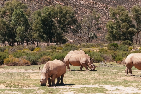 Ab Kapstadt: Rundfahrt nach Aquila mit Safari