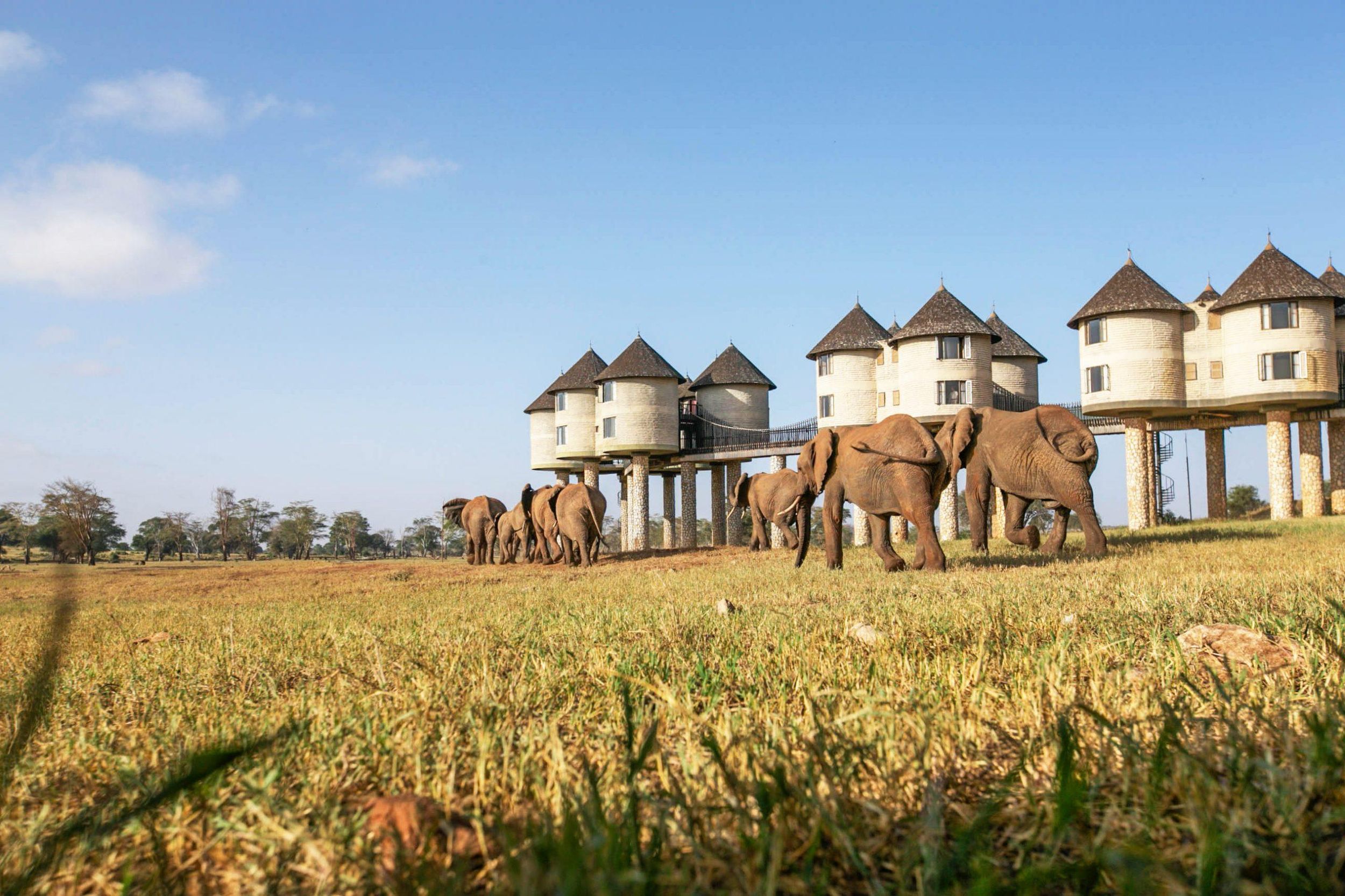 2 Tage 1 Nacht Saltlick-Safari ab Diani/Mombasa
