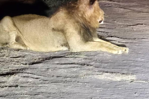 Nairobi National Park Night Safari with Armed Rangers