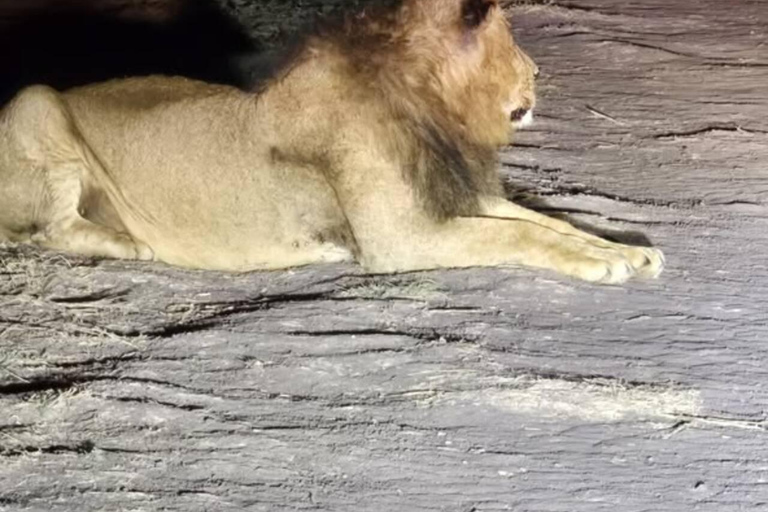 Nairobi National Park Night Safari with Armed Rangers
