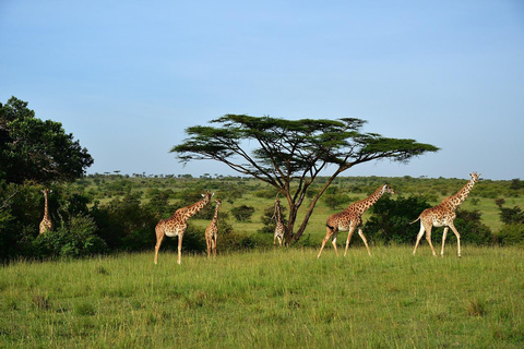 Safari budgétaire de groupe de 8 jours à travers le Kenya et la Tanzanie