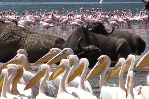Nakuru: 3 Days Lake Nakuru National Park