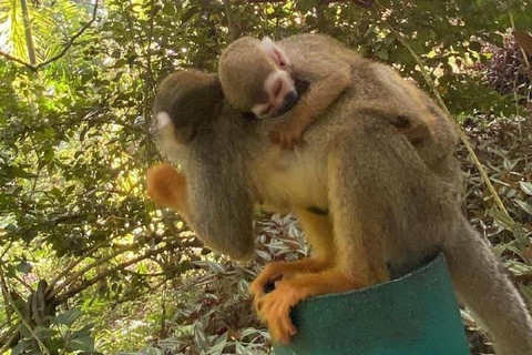 Puerto Plata: Monkeys, City Tour & Local Tastings