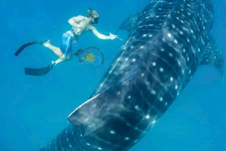 From Zanzibar Mafia Island Whale Shark Adventure with Flight