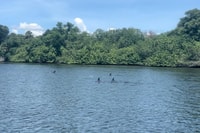 Cocoa Beach, Dolphin and Mottee Kayak ou Paddle Tour - Housity