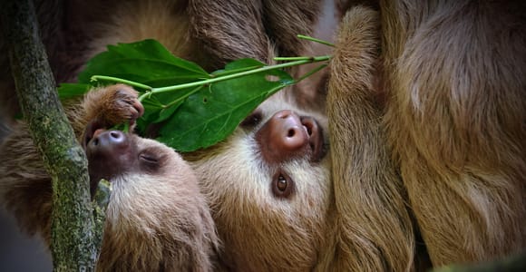 Manuel Antonio Park: Guided Tour with Ticket