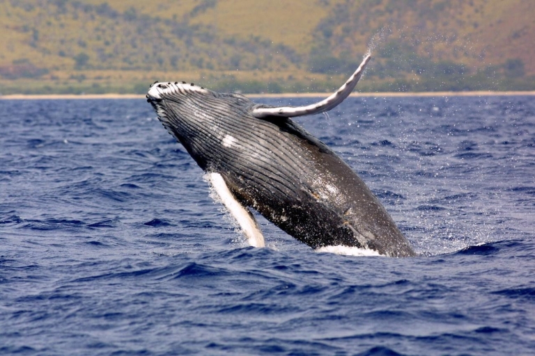 Bahía Drake: Excursión de avistamiento de delfines y ballenas