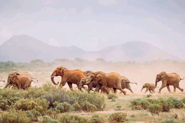 3 Days, 2 nights safari to Samburu National Reserve 3 Days private safari in a 4x4 Landcruiser jeep