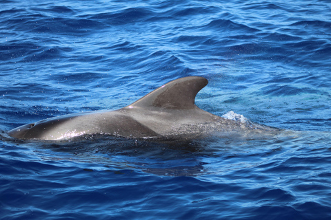 Funchal: Wal- & Delfinbeobachtungs-Tour per Schnellboot