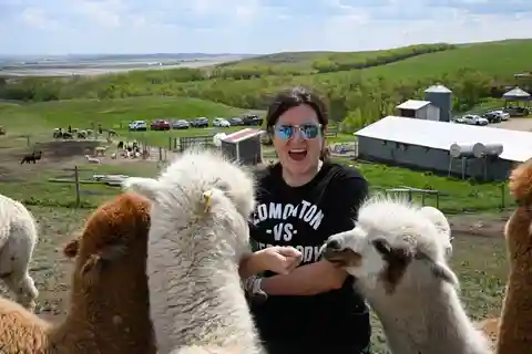 Torrington: Visit Kirks Alpaca Farm