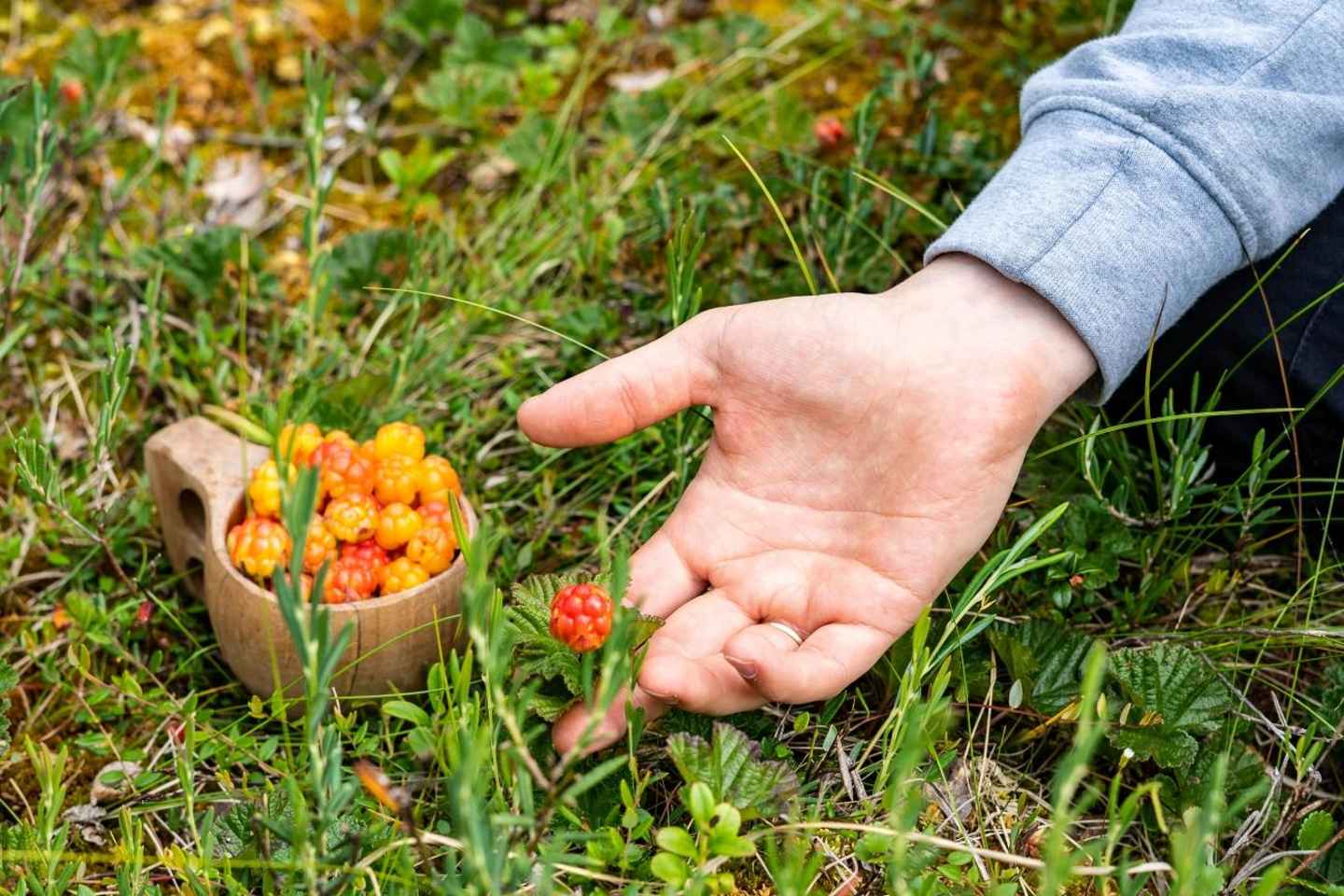 Rovaniemi forest foraging adventure: Pick, Prepare, Savor