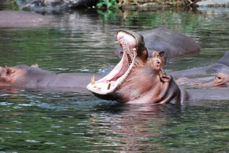 Mombasa: Tsavo West & Amboseli 3-Day Safari Tour