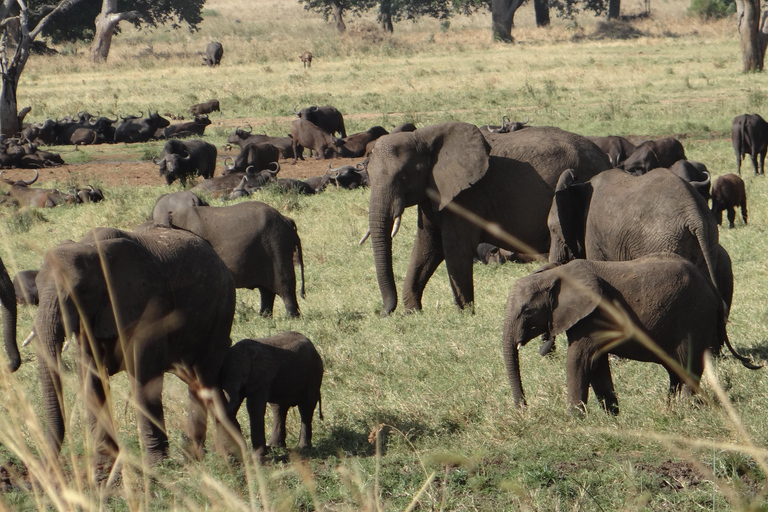 Uganda: 18 Tage Traumurlaub von Ruanda aus