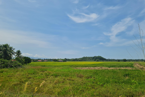 Penang: Cameron Highlands Private Tour with Tea Plantation