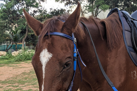 Bangalore: Safari a cavalo com serviço de busca no hotel