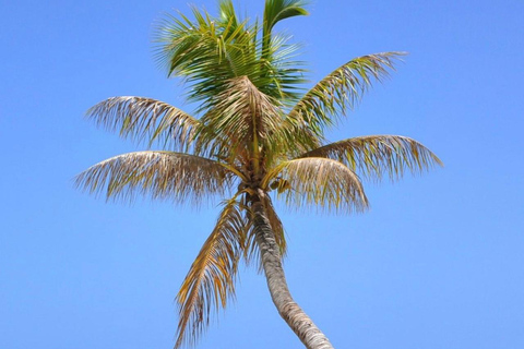 From Punta Cana: Saona Island Boat Trip with Buffet