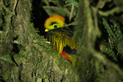 Monteverde: Vogelbeobachtungstour