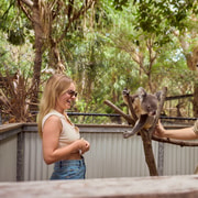 Magnetic Island: Breakfast with Koalas Experience