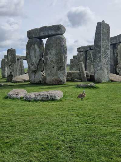 (Copia de) Recorrido por el círculo interior de Stonehenge con acceso especial.